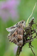 Vertical closeup on a European female Mallow Skipper Carcharodus alceae ready to copulate