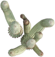 Top view of Saguaro plant - Carnegiea Gigantea