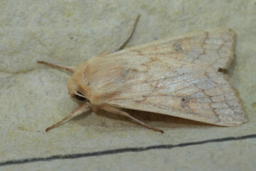 Closeup on a pale colored Delicate owlet moth, Mythimna vitellina