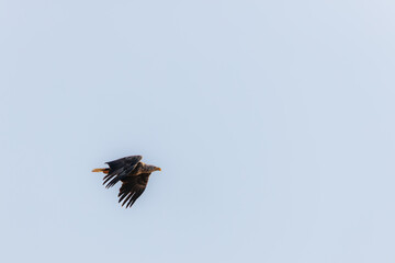 A majestic eagle glides through a pale sky with wings curved upward in mid-flight, showcasing its powerful build and sharp yellow beak. Ample copy space.