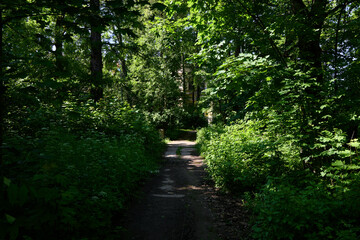 A Peaceful Forest Pathway That Is Surrounded by Beautiful, Lush Greenery All Around