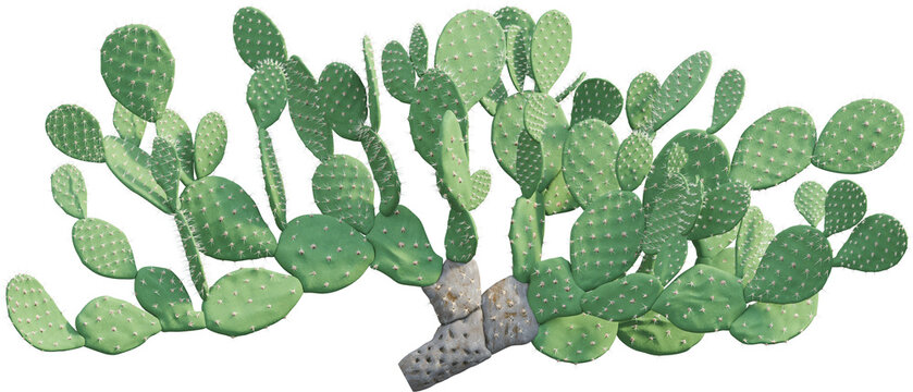 Side view of Indian fig opuntia - Opuntia ficus-indica