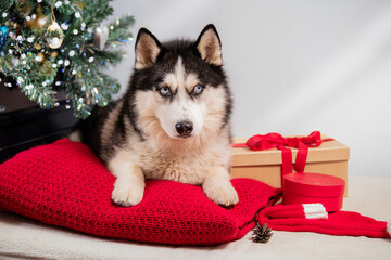 Siberian Husky dog with blue eyes lays on a red cushion near Christmas tree and gift box in festive indoor setting.