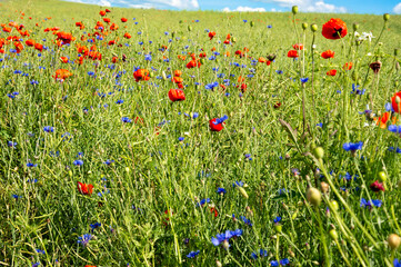 Colorful poppies bloom in a lush field surrounded by greenery, with a sunny sky casting light on...