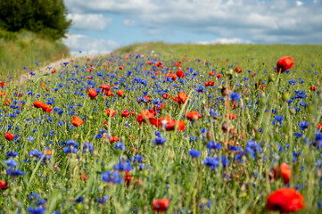 Bright red poppies and blue cornflowers flourish in a vibrant spring meadow under a clear blue sky,...