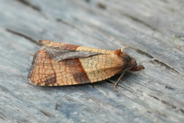 Closeup on a small brown Rhomboid Tortrix tortricid moth, Acleris rhombana