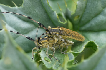 Closeup on a male and female Sunflower Long-horned Beetle, Agapanthia dahlii copulating