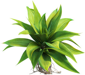 Side view of Aloe Alooides plant