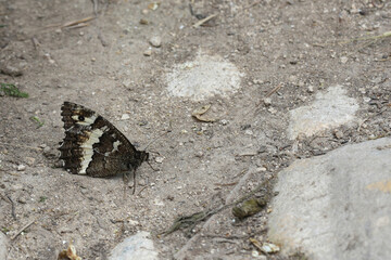 Closeup on a European Great Banded greyling butterfly, Brintesia circe stting on the ground