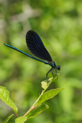 Vertical closeup on a male Beautiful Demoiselle damselfly, Calopteryx virgo perched