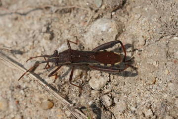 Closeup on a brown broad headed  bug Camptopus lateralis sitting on the ground