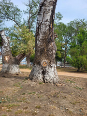 In the autumn park, a huge old plane tree