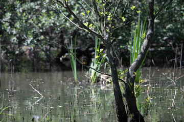 Bird perched on a branch near still water surrounded by lush vegetation in a tranquil natural setting
