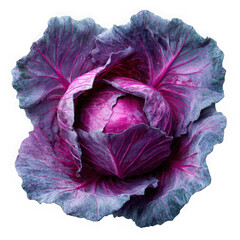 Obraz premium A vibrant red cabbage isolated on transparent background, showcasing its rich purple hues and crisp leaves