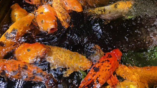 Multicoloured koi carps jostle in the water, fighting for attention and treats from guests visiting the Palm House in Poznań