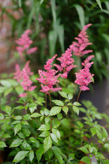 Vibrant pink flowers bloom among lush greenery in a serene garden setting during the afternoon