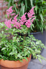 Beautiful flowering plant with pink blooms in a garden setting, showcasing lush green foliage and vibrant flowers