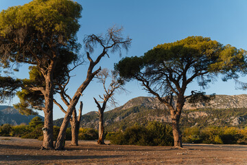 Nature on the coast of Cirali, Antalya,Turkey. Serene sunrise over Cirali Beach in the morning.