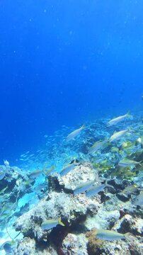 Swarm of fish at Coral Reef in Tansania