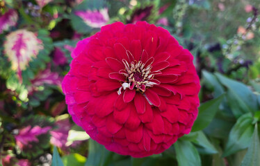 A lone red zinnia flower in a park flower bed