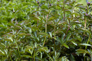 Close-up of lush green foliage with glossy leaves. The texture is rich and vibrant, showcasing the natural beauty of plant life in an abstract manner.