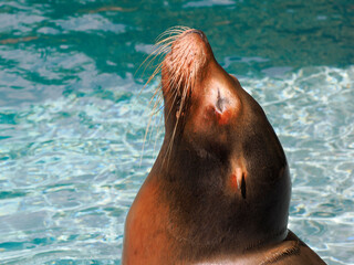 Close-up California sea lion (Zalophus californianus) in water and seen from profile