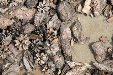 A close-up view of textured bark and pine cones on the ground. The scene features a mix of brown and gray tones, creating an abstract natural background.
