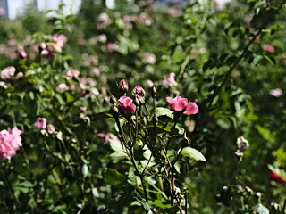 pink valentine roses and rose buds