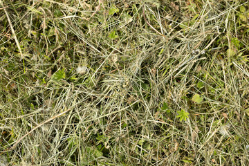 Dry grass texture with scattered green leaves. The background features a mix of brown and green hues, creating an abstract natural pattern.
