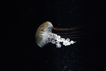 Qualle