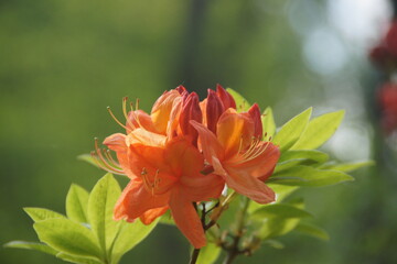 orange flower 