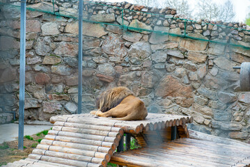 An adult lion sleeps in his enclosure at the Tashkent Zoo. High quality photo