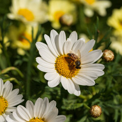 A hardworking bee collects as much pollen as possible to process into honey
