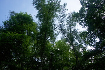 trees and sky