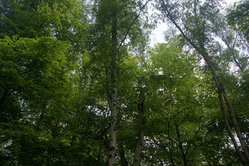 trees in the forest