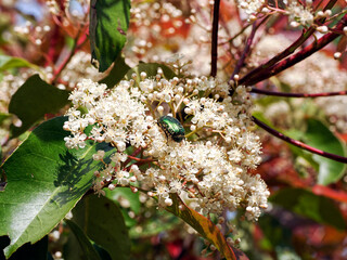 Green Cetonia aurata viewed from profile flowering photinia bush