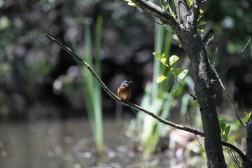 Bird perched on a branch near still water surrounded by lush vegetation in a tranquil natural setting