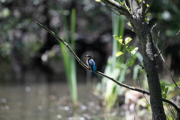Bird perched on a branch near still water surrounded by lush vegetation in a tranquil natural setting