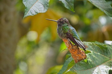 beautiful hummingbird in Costa Rica