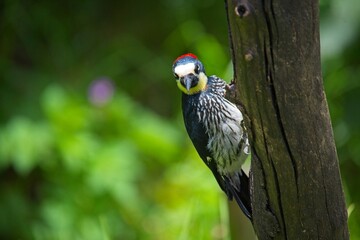 acorn woodpecker in Costa Rica