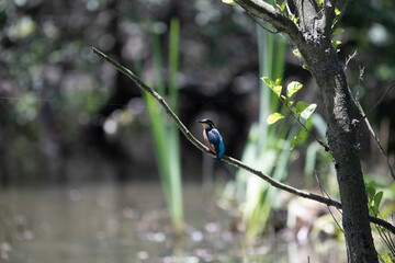 Bird perched on a branch near still water surrounded by lush vegetation in a tranquil natural setting