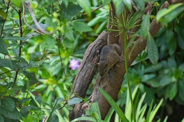 brown squirrel at a feading station in Costa Rica