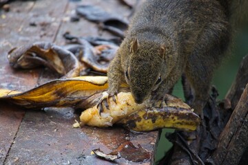 brown squirrel at a feading station in Costa Rica