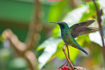 Fototapeta premium beautiful hummingbird in Costa Rica