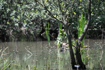 Bird perched on a branch near still water surrounded by lush vegetation in a tranquil natural setting