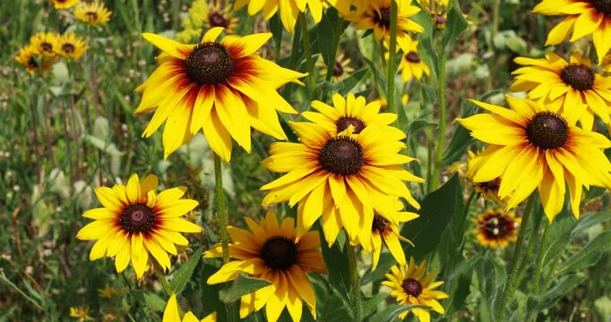 (Rudbeckia hirta) Black-Eyed Susan flowers with yellow ray florets around brown black dome-shaped cone with many small disc florets on tall stems whose nectar attracting insects pollinators
