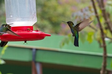 beautiful hummingbird in Costa Rica