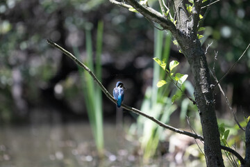Obraz premium Bird perched on a branch near still water surrounded by lush vegetation in a tranquil natural setting