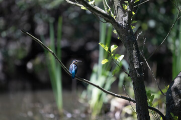 Bird perched on a branch near still water surrounded by lush vegetation in a tranquil natural setting