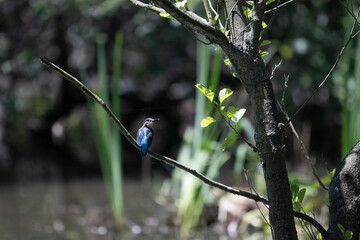 Bird perched on a branch near still water surrounded by lush vegetation in a tranquil natural setting